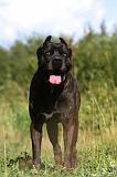 CANE CORSO 900